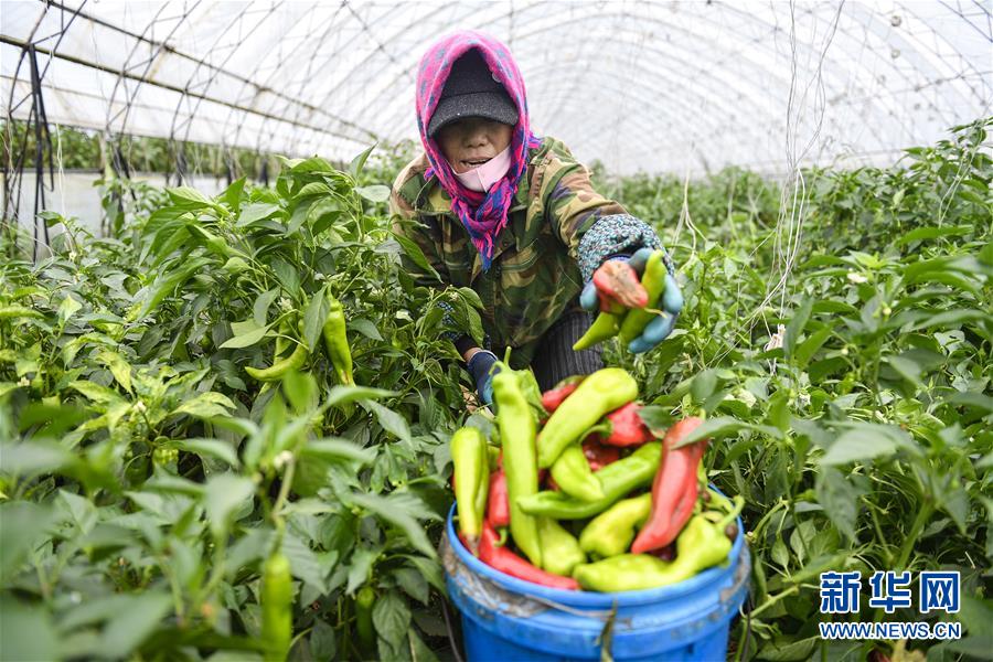 �����Aȫý�^�l�������҂���С������D�Ļ��ӣ���10�������������Ҽҡ����ڼ�����һƳ�Ї��|���l(xi��ng)������δ��